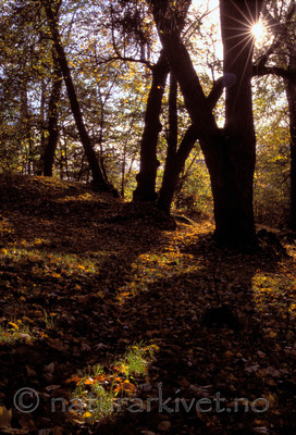 BB 07 0128 / Tilia cordata / Lind